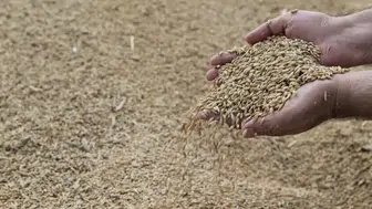 1 milyon ton hububat 21 günde toplandı! İşte TMO'nun rekor kıran stratejisi