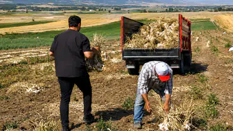 Çorum'da Üyük sarımsağı, coğrafi işaret süreciyle dikkat çekiyor