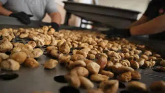 Kuru incirde rekolte artışı umut veriyor: 90 bin ton bekleniyor