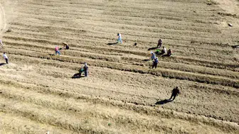 Karabük'te safran soğanı ekimi 2027 hedefiyle başlatıldı