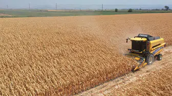 Hatay'da mısır hasadı başladı ve çiftçiler umutlu