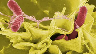 ABD sağlık yetkilileri açıkladı: Jalapeño biberlerinde Salmonella tehdidi!