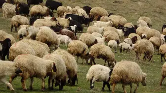 Ordu'da koyun, koç ve düve alım ihalesi düzenlenecek