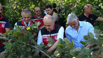 Ordu'da fındık hasadı coşkuyla başladı
