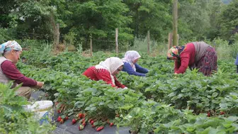 Çilek üretimi ordunun ekonomisine değer katıyor