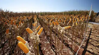 Mısır fiyatları El Nino'nun etkisiyle yeni zirveye ulaştı