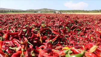 Kilis'te biber hasadı ve kurutma işlemleri başladı
