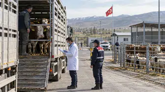 Canlı hayvan nakil yönetmeliğinde önemli değişiklikler yapıldı