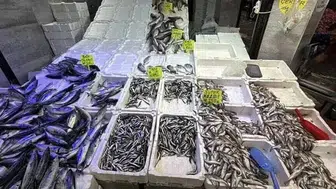 Karadeniz'de palamut bolluğu Rize'deki balıkçı tezgahlarına yansıdı