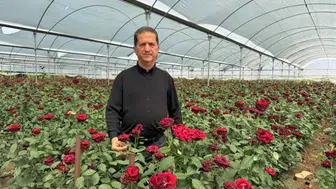 Yerli gül üreticisi, 1,5 milyon dal gülle ithalatı azaltıyor