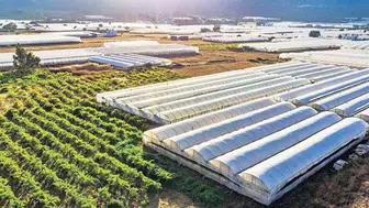 Silopi Sera Organize Tarım Bölgesi'nde kadın istihdamı ve ekonomik katkı sevinci