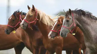 TİGEM, 17 safkan Arap koşu tayını satışa çıkarıyor