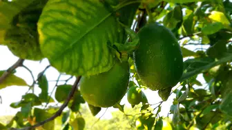 TİGEM, 1010 ton interdonato limon için açık artırma düzenliyor