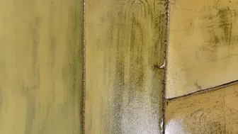 Samsun'da çeltik ekim alanları her geçen yıl artıyor