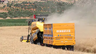 Gaziantep'te yerli buğday çeşitleri için deneme hasadı yapıldı
