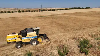 Adıyaman'da ilk kez ekilen çörek otunda yüksek verim