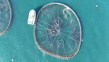 Ordu'da Kafes Balıkçılığında 2025 Üretim Rakamları