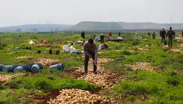 Reyhanlı’da bereket fışkırıyor: 122 bin tonluk dev hasat başladı!
