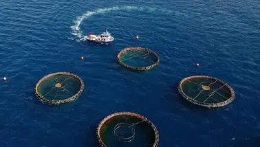 Doğu Karadeniz'den 22 ülkeye su ürünü ihracatı yapıldı