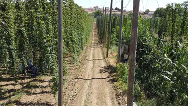 Bilecik'te şerbetçi otu hasadı başladı: Çiftçiler umutlu