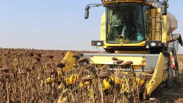 TİGEM, 1600 ton ayçiçeği için açık artırma düzenliyor