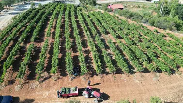 Isparta'da devlet destekli bağlarda üzüm hasadı başladı