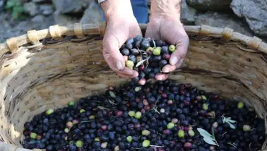 Artvin'de Butko zeytini ve zeytinyağı satış fiyatları belirlendi