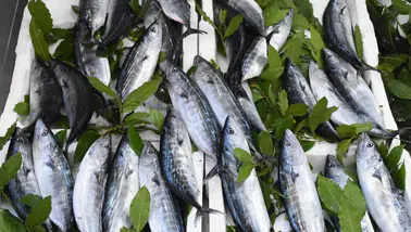 Karadeniz'de palamut bolluğu sezonu başladı