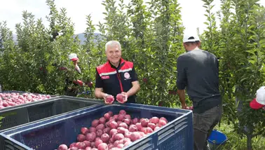 Isparta'da elma hasadı başladı ve üretim rekora koşuyor