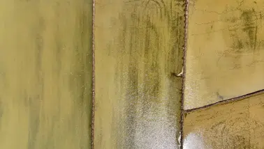 Samsun'da çeltik ekim alanları her geçen yıl artıyor