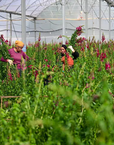 Kesme Çiçek İhracatında Aslanağzı Çiçeği Dikkat Çekiyor