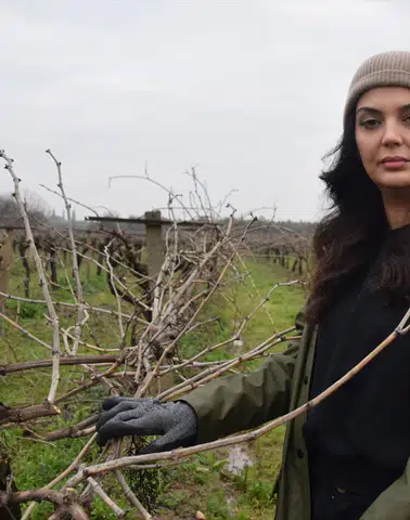 Manisa'da Üzüm Bağlarında Budama Çalışmaları