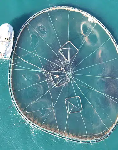 Ordu'da Kafes Balıkçılığında 2025 Üretim Rakamları