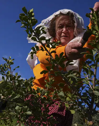 Karaburun Yarımadası Kadınları Sakız Ağaçlarını Yeniden Canlandırıyor