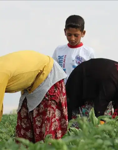 “Tarımda maaşlar sert yükseldi: İşçi ücretleri yüzde 40’a yakın arttı”