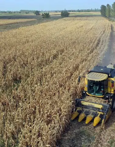 Türkiye bereketli bir yıla hazırlanıyor: Hububatta rekor kapıda!