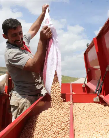 Yozgat'ta nohut üretiminde yağışlarla birlikte rekor rekolte bekleniyor!