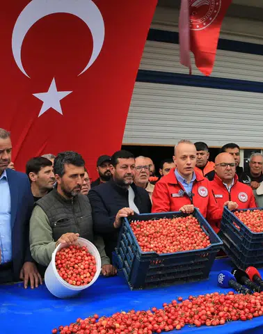 Altınla yarışan kiraz: Manisa'da ilk hasadın kilosu dudak uçuklattı!