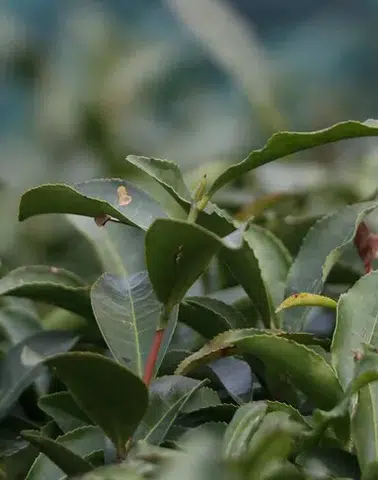 Türk çay ihracatında güçlü artış: gelir yüzde 38 yükseldi