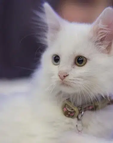 Mart ayının zam şampiyonu belli oldu: Pati dostlarının giderleri katlandı!