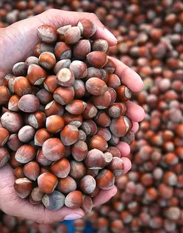 Fındık ihracatında 3 ayda 658 milyon 785 bin dolarlık kazanç!