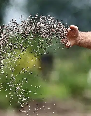 Türkiye'nin sertifikalı tohum ihracatı 20 yılda yaklaşık 8 katına çıktı!