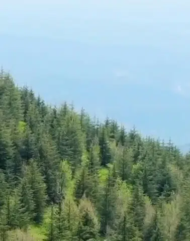 Osmaniye'de yeşil zafer! Çorak topraklarda meyve ağaçları yükseliyor