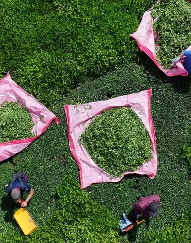 Dünya Çay Günü’nde çifte kutlama: Hasat ve festival bir arada!