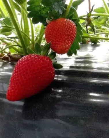 Muğla çileği projesi kırsal kalkınmaya katkı sağlıyor