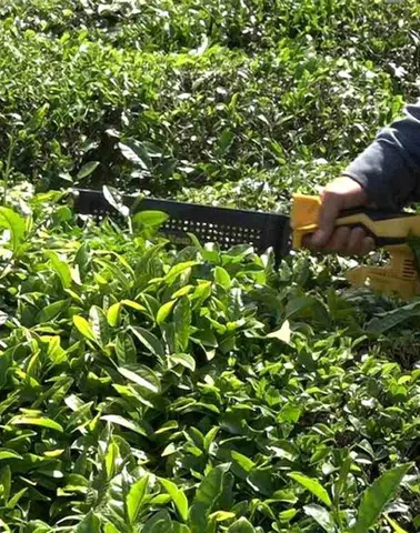 ÇAYKUR, ikinci sürgün yaş çay alımlarına devam ediyor