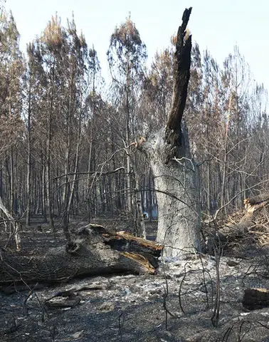 Fransa’da 1700 hektarı yutan yangında son durum