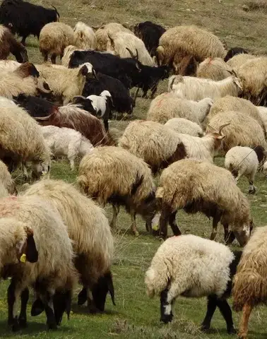 Ordu'da koyun, koç ve düve alım ihalesi düzenlenecek
