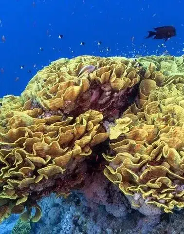 Kızıldeniz’in canlı sualtı müzesi: Ras Muhammed Milli Parkı