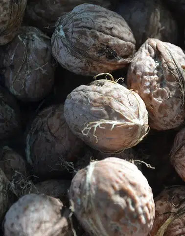 Çorum'da ceviz hasadında umutlar yeniden yeşiyor ama rekolte düşük